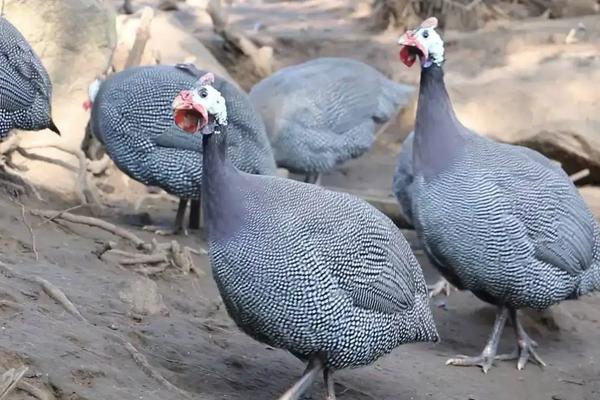 珍珠鸡多久开始下蛋，附养殖技术与市场前景