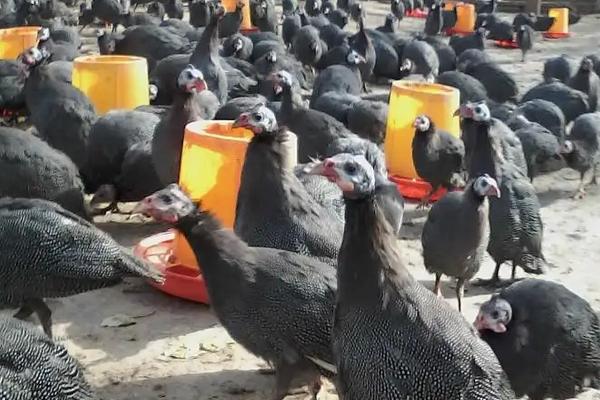 珍珠鸡多久开始下蛋，附养殖技术与市场前景