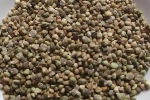 冬菠菜亩产量一般能达到多少,附种植方法