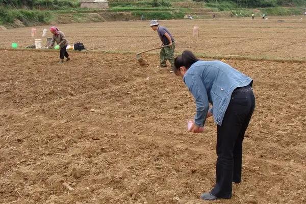 青菜亩产量一般是多少公斤,附种植方法