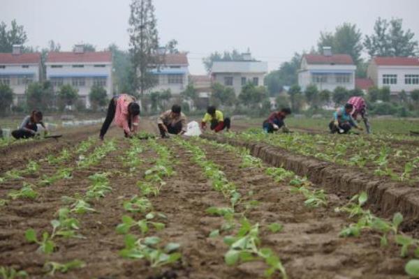 青菜亩产量一般是多少公斤,附种植方法