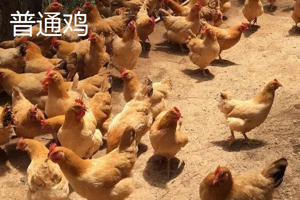 芦花鸡和普通鸡的区别，附芦花鸡的养殖技术