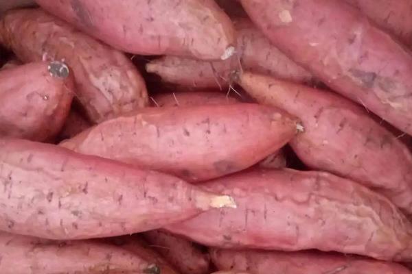 烟薯25哪个产地的好,附种植方法