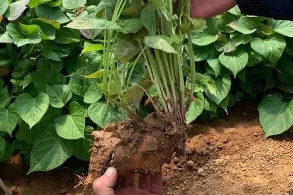 烟薯25哪个产地的好,附种植方法