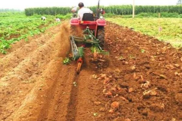 烟薯25哪个产地的好,附种植方法