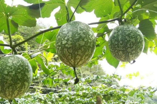 吊瓜的种植方法及管理办法