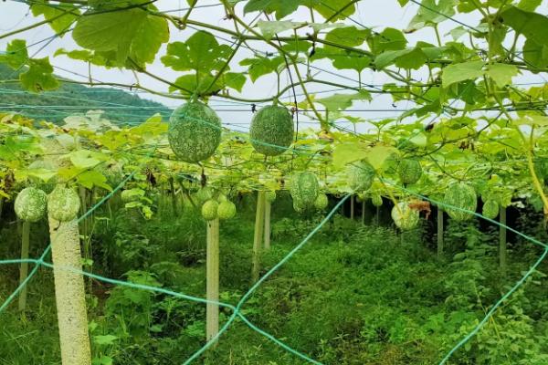 吊瓜的种植方法及管理办法