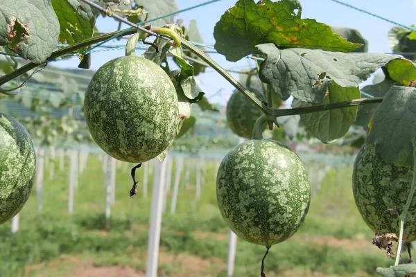 吊瓜的种植方法及管理办法