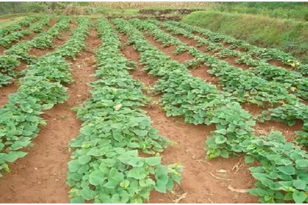 烟薯25哪个产地的好,附种植方法