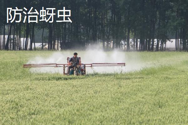 小麦一年打药的时间分别是什么时候