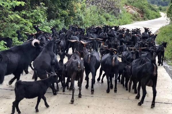 黑山羊品种哪个好,附养殖方法