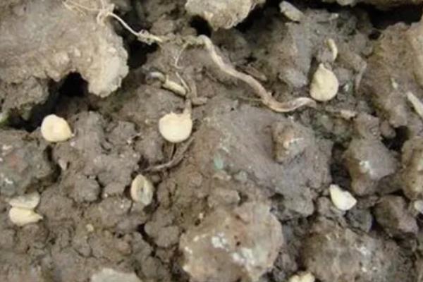 辣椒适合什么土壤种植,附辣椒种植方法