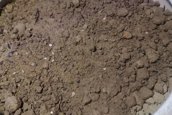 辣椒适合什么土壤种植,附辣椒种植方法