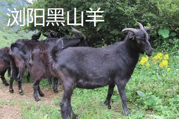 黑山羊品种哪个好,附养殖方法
