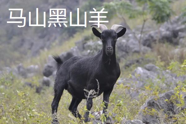 黑山羊品种哪个好,附养殖方法