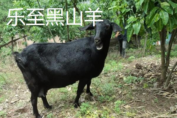 黑山羊品种哪个好,附养殖方法