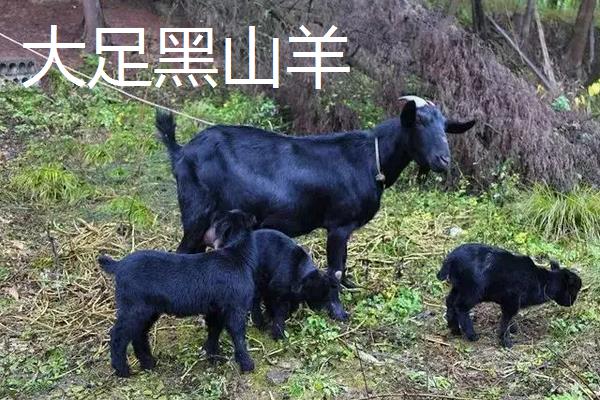 黑山羊品种哪个好,附养殖方法