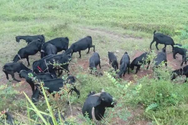 黑山羊品种哪个好,附养殖方法