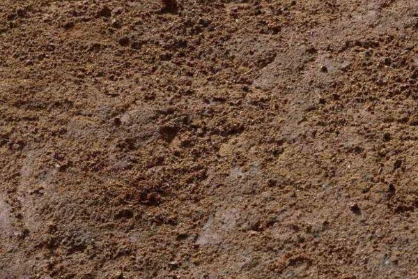 桑黄种植技术，适合生长在什么地方