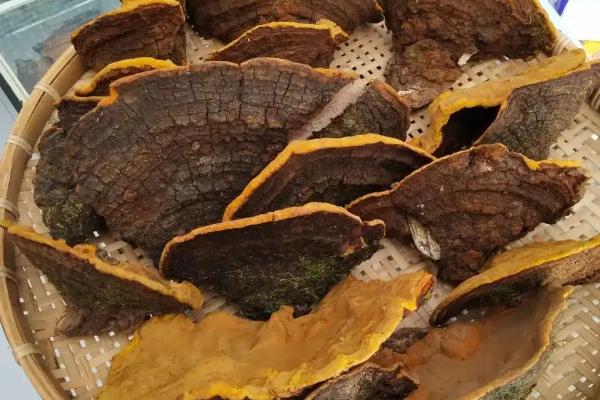 桑黄种植技术，适合生长在什么地方