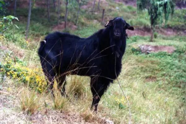 黑山羊品种哪个好,附养殖方法