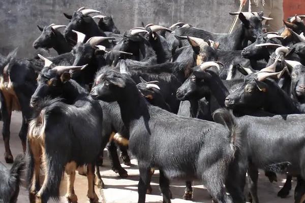 黑山羊品种哪个好,附养殖方法