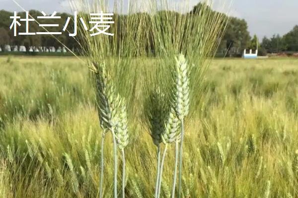 杜兰小麦和普通小麦的区别