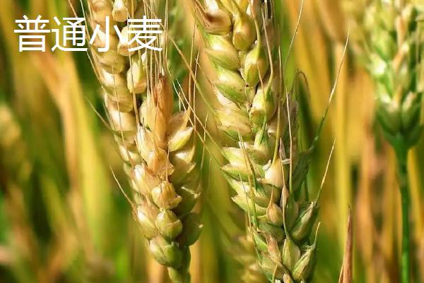 杜兰小麦和普通小麦的区别
