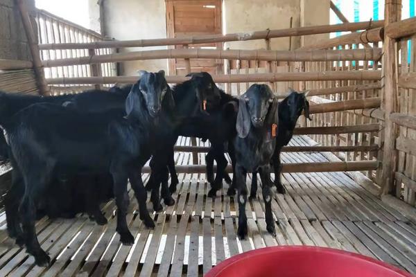 黑山羊品种哪个好,附养殖方法