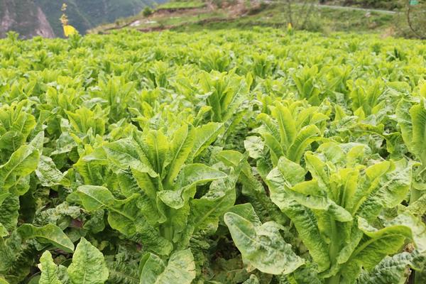 莴笋是油麦菜吗,附莴笋的种植方法
