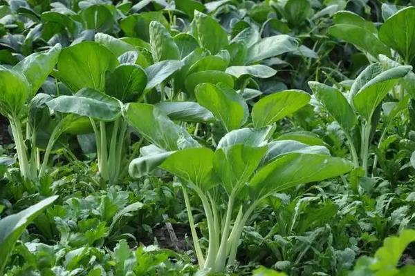 青菜亩产量一般是多少公斤,附种植方法