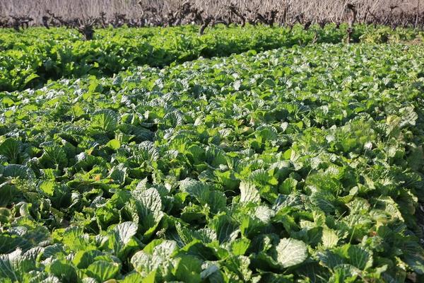 青菜亩产量一般是多少公斤,附种植方法