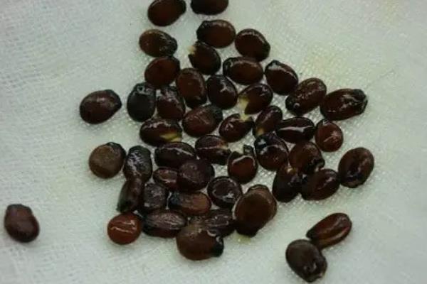 西瓜种植技术和管理,西瓜几月份成熟