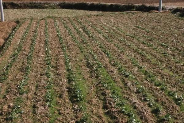 种蚕豆的株距和行距是多少,附蚕豆的种植技术与管理