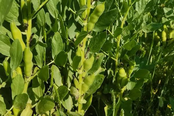 种蚕豆的株距和行距是多少,附蚕豆的种植技术与管理