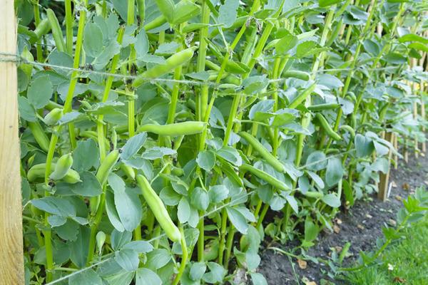 种蚕豆的株距和行距是多少,附蚕豆的种植技术与管理