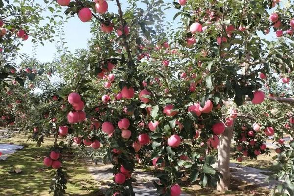 苹果亩产量一般多少斤,附种植方法