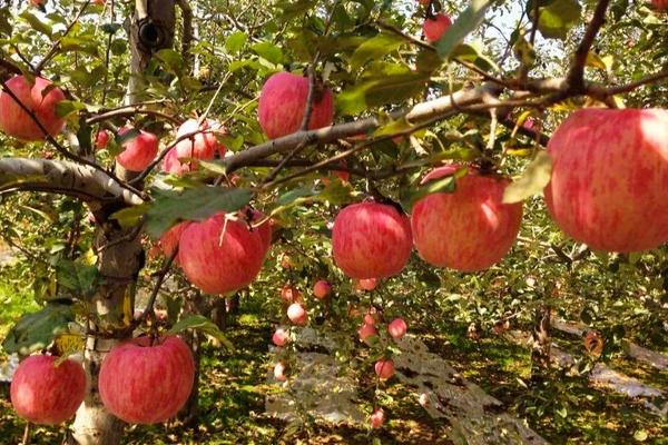 苹果亩产量一般多少斤,附种植方法
