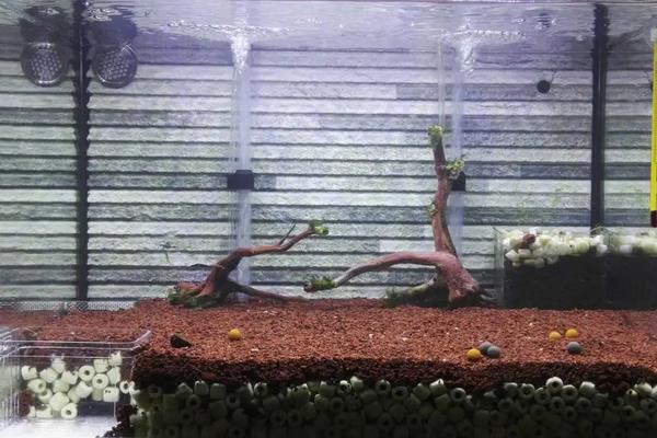 新开缸培养硝化菌步骤,放上几天水会清