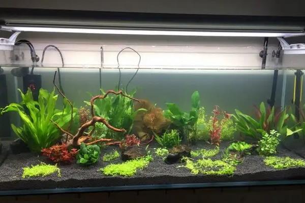 新开缸培养硝化菌步骤,放上几天水会清