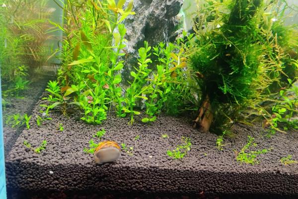 新开缸培养硝化菌步骤,放上几天水会清