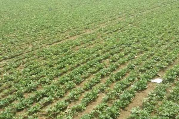 三年苍术亩产多少斤,附苍术的种植方法