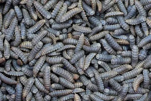 黑水虻怎么养殖,黑水虻卵存放温度