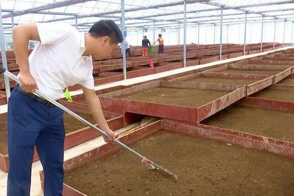 黑水虻是什么东西,附养殖方法