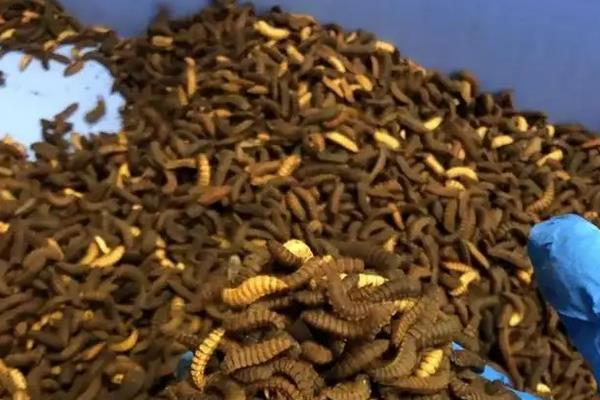 黑水虻怎么养殖,黑水虻卵存放温度