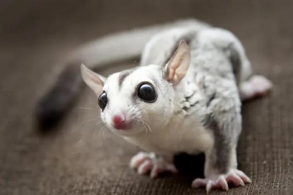 蜜袋鼯寿命有多长,附养殖方法