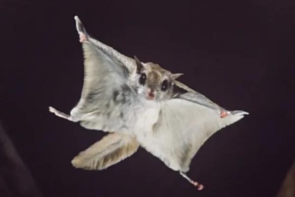 蜜袋鼯寿命有多长,附养殖方法