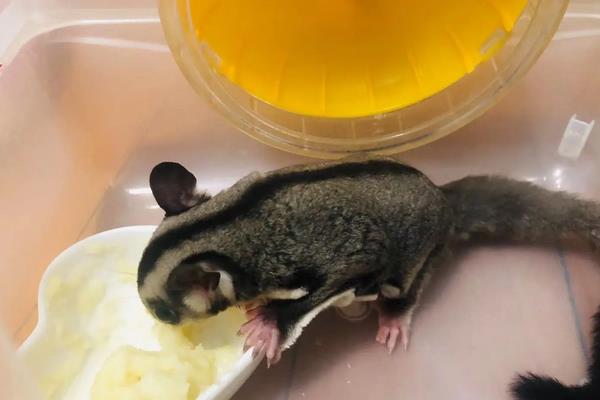 蜜袋鼯寿命有多长,附养殖方法