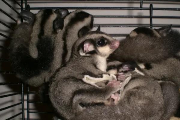 蜜袋鼯寿命有多长,附养殖方法