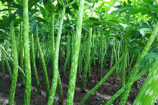 珠芽魔芋种植技术,种植海拔要求多少?亩需种子多少